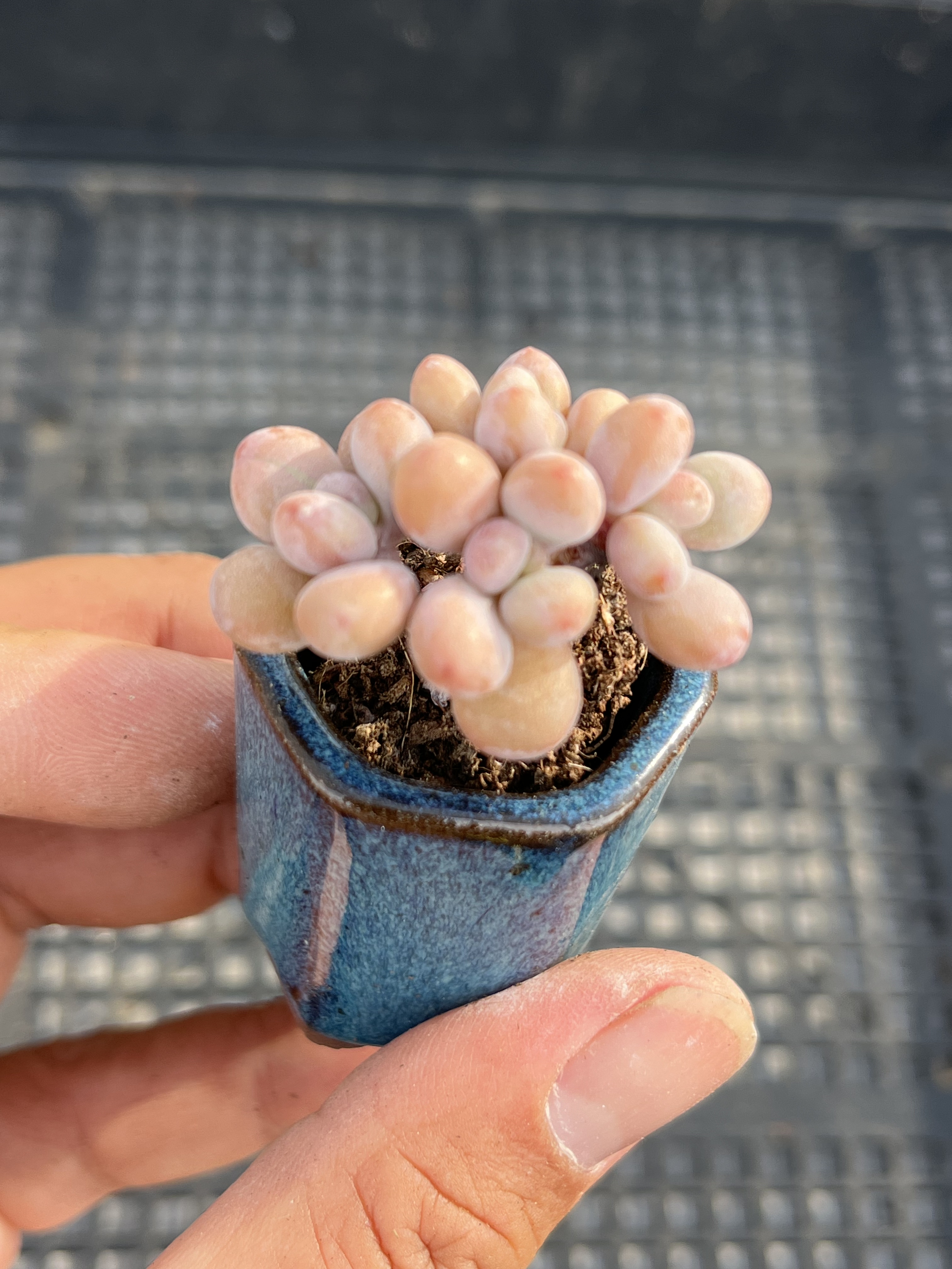 丸叶桃蛋  多肉植物一物一拍18包邮J16