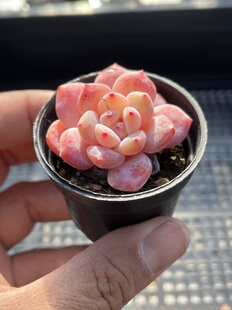 E25 包邮 多肉植物一物一拍18 雪天使