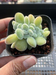 E19 包邮 多肉植物一物一拍18 雪晃星缀化