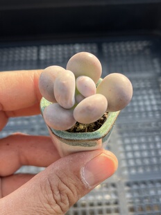 E25 包邮 多肉植物一物一拍18 芭比奶酪