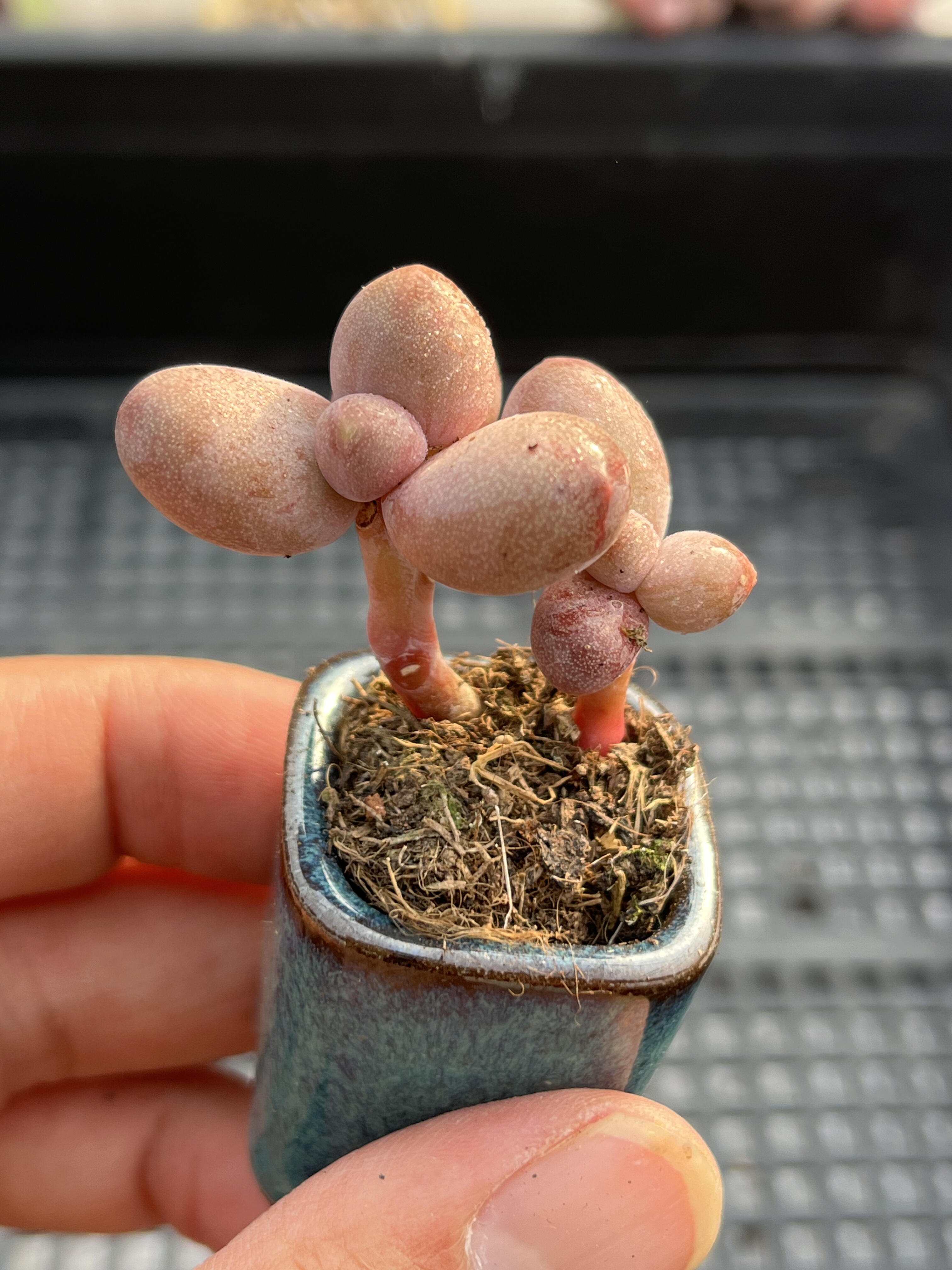 糖果奶酪  多肉植物一物一拍18包邮Y15,鲜花速递/花卉仿真/绿植园艺,多肉植物,淘宝优惠券,粉丝福利购,淘宝优惠卷