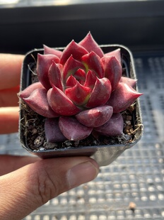 E25 包邮 多肉植物一物一拍18 罗宾