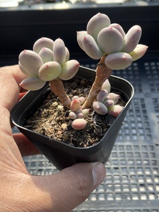 E25 包邮 多肉植物一物一拍18 苹果奶酪