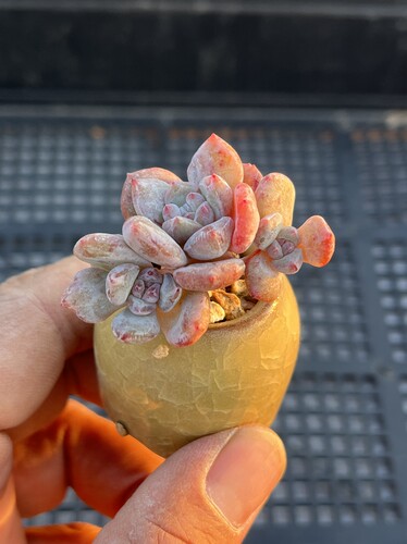 星影石化  多肉植物一物一拍18包邮S6
