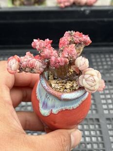 柠檬贝瑞缀化 多肉植物一物一拍18包邮Y25