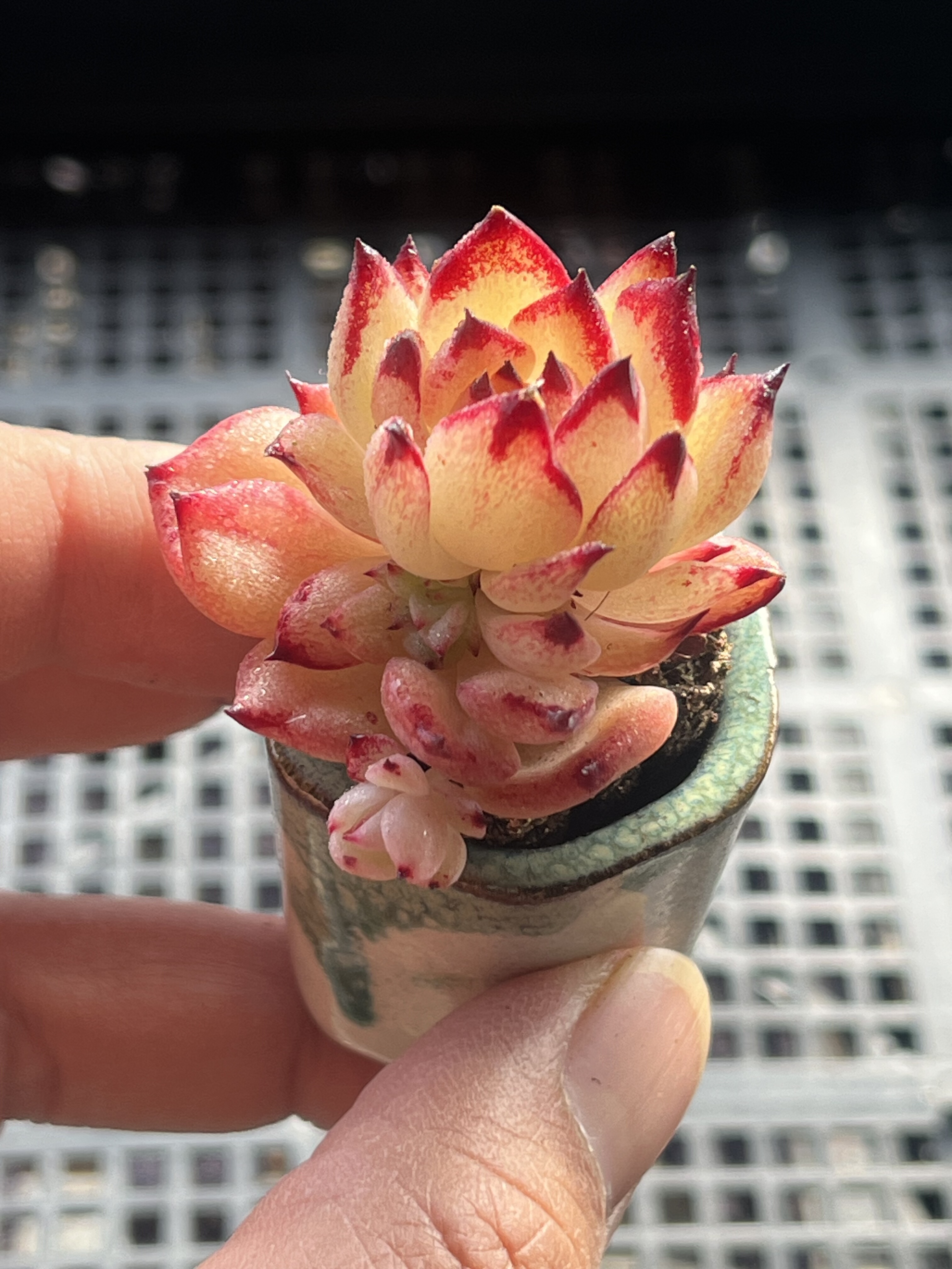 杂交  多肉植物一物一拍18包邮Y20,鲜花速递/花卉仿真/绿植园艺,多肉植物,淘宝优惠券,粉丝福利购,淘宝优惠卷