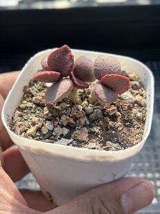 E25 包邮 多肉植物一物一拍18 公爵夫人