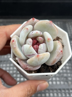 糖心雪天使 多肉植物一物一拍18包邮S1