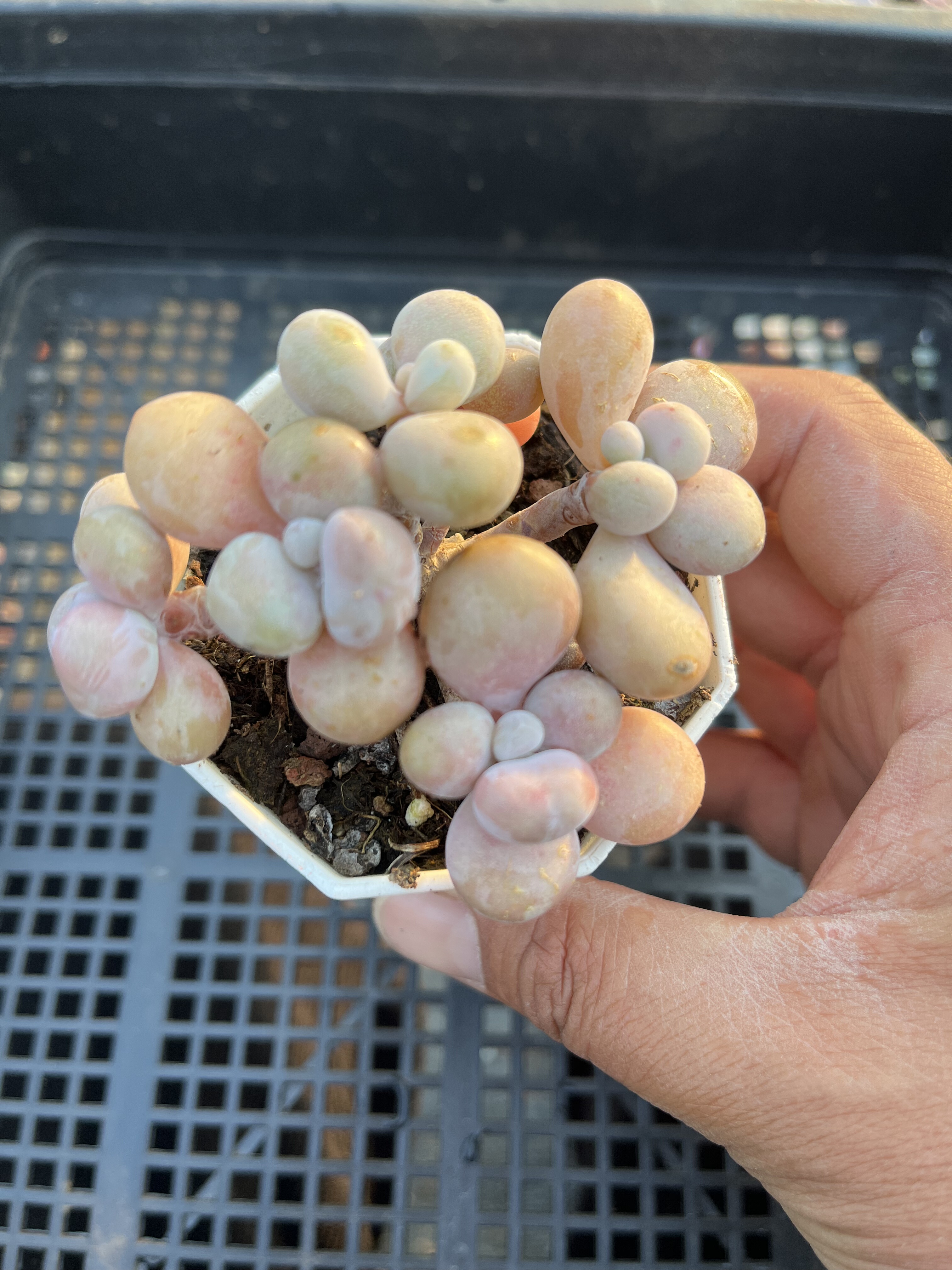 丸叶桃蛋  多肉植物一物一拍18包邮E4-1