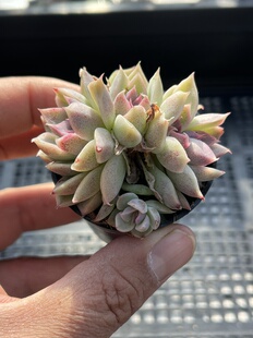 E25 包邮 多肉植物一物一拍18 紫薯朵朵缀