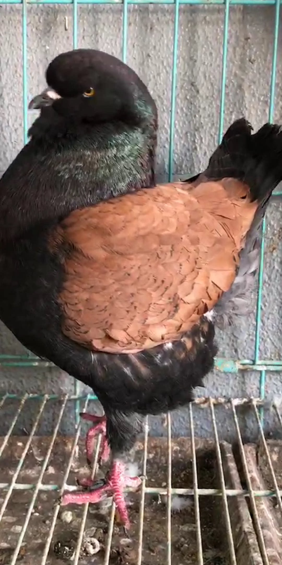 特大体眯眯眼美系铜背反色摩登那鸽子受精蛋元环元宝种鸽种蛋孵化