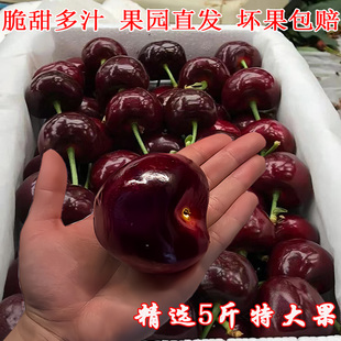 国产山东特大樱桃水果新鲜当季 车厘子新鲜水果 包邮 时令甜 整箱应季