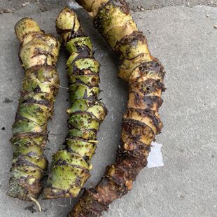 野生勒藕 干品药材勒茨菇天策菜天河芋 水刺芋  勒慈茹 勒芋