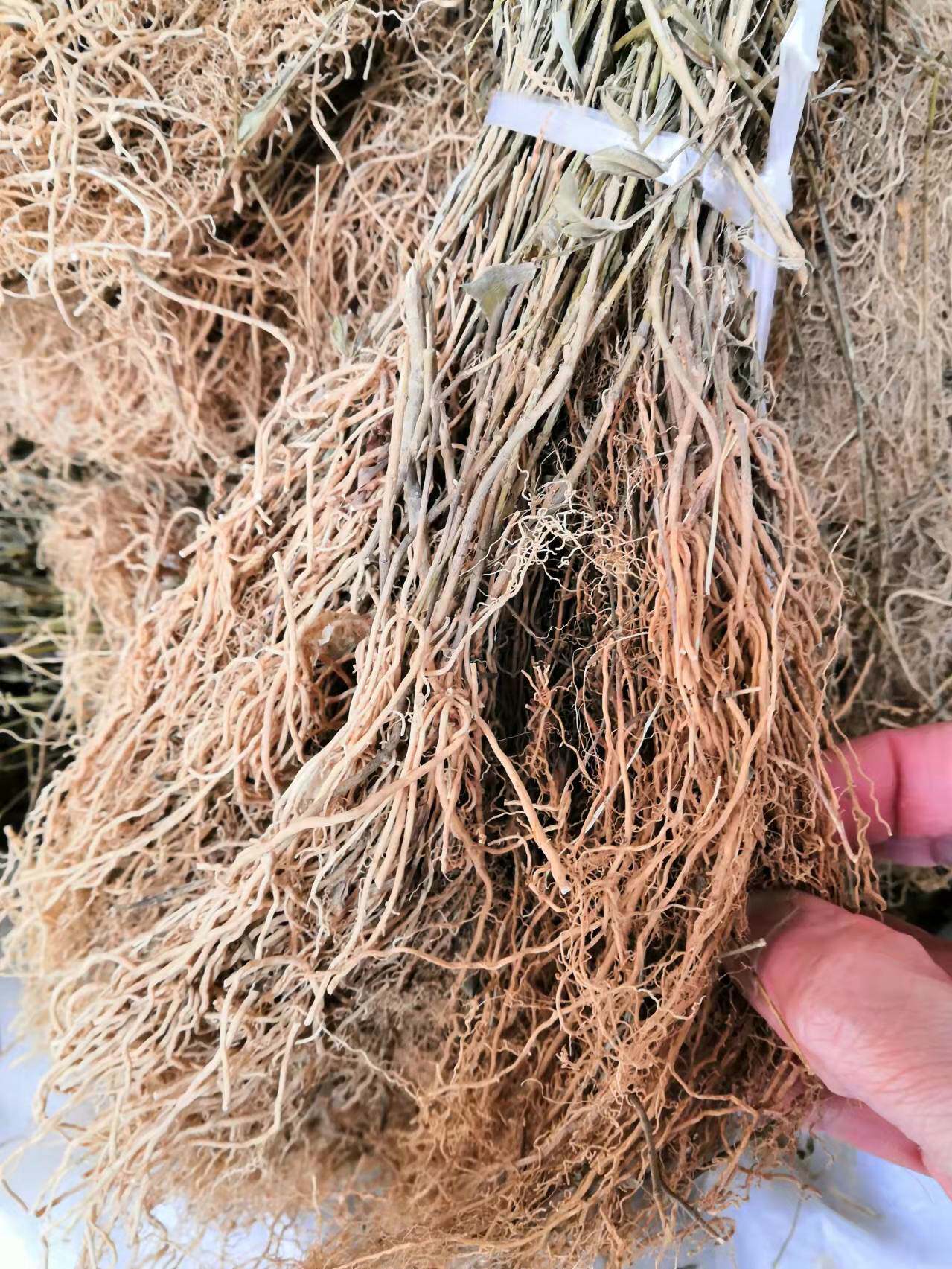 广西中草药 徐长卿 寮刁竹 了刁竹 全株干品全草晒干无硫无提取