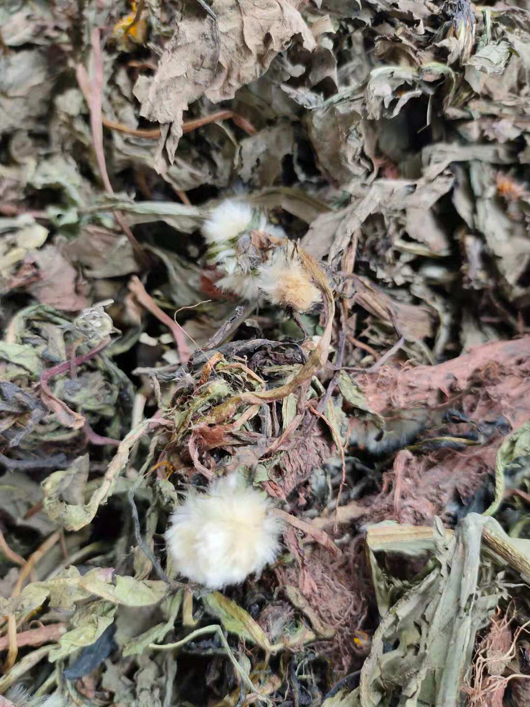 野生蒲公英 全草公英茶 带根全