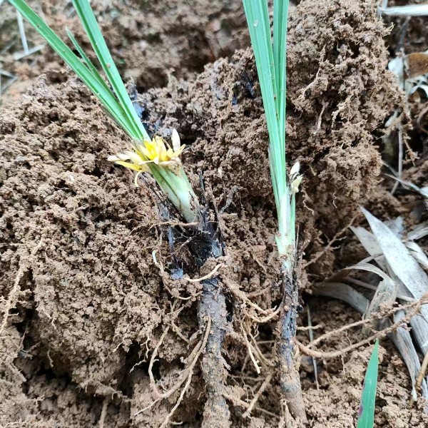 广西大山独脚仙茅 仙茅根 独脚丝茅 肾阳草 独脚茅 新鲜全株根苗