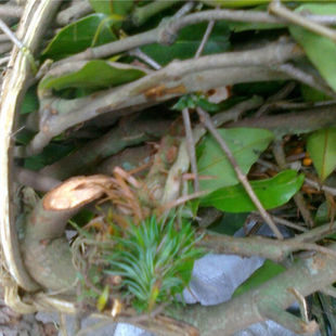 大山寄生 杉树寄生 杉木寄生 真品杉树的寄生