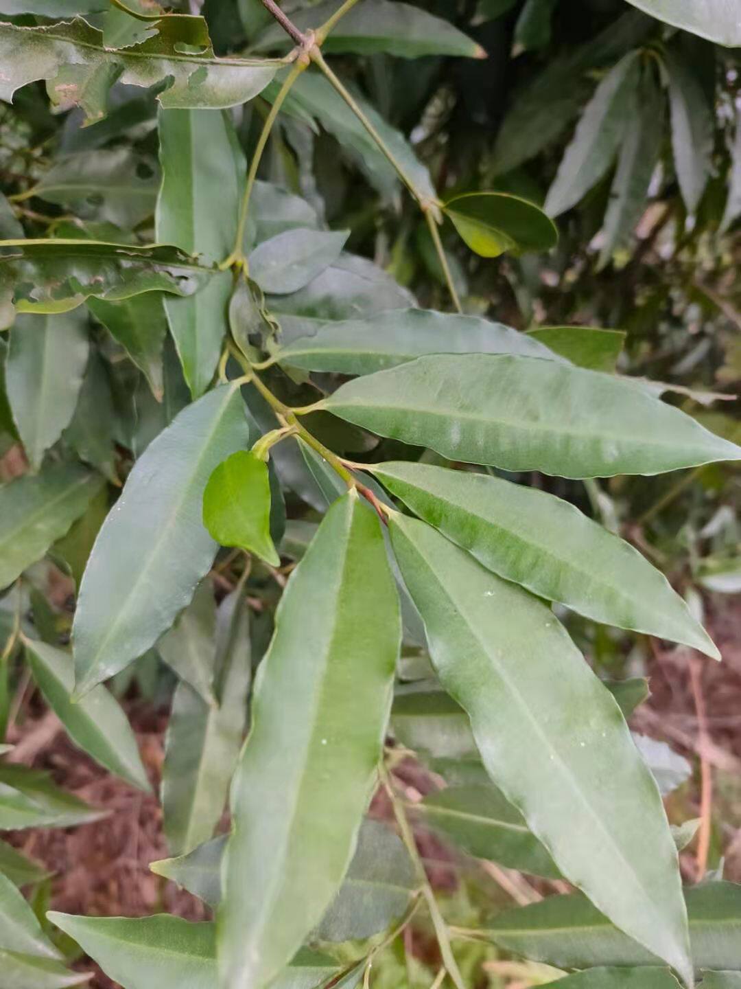 野生罗伞树 铁罗伞 高脚凉伞火屎炭树火泡树火炭树 干品枝叶500克