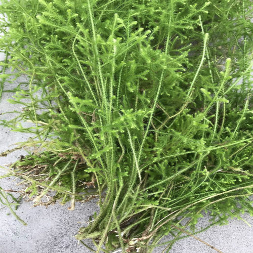 野生草药伸筋草 石松 龙须草 小伸筋 百部伸筋500克带根干品 - 封面