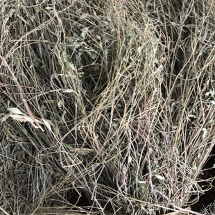 野生中草药材 人字草 鹿含草 三叶草 公母草铺地锦 新晒干品250克