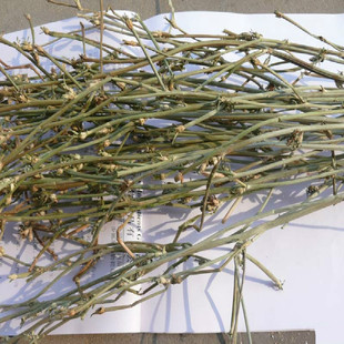 天然野生半枝莲 挖耳草通经草 并头草牙刷草 四方马兰 自晒干品