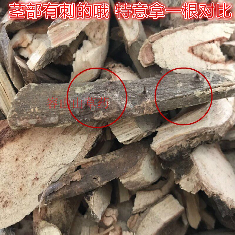 广西野生南蛇簕无硫干品苦石莲根