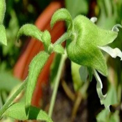 野生接筋草 白筋骨草 被单草 大鹅肠草 白老鸦肠 抽筋草 切断晒干