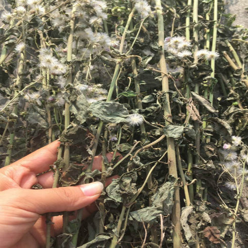 广西干净消山虎野生夜香牛乳腺炎