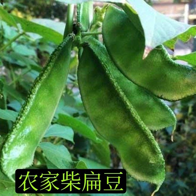 猪耳朵扁豆柴扁豆传统蔬菜绿眉豆东北扁豆顺丰包邮
