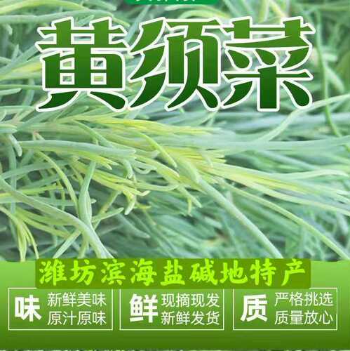 潍坊盐碱地黄西菜碱蓬野菜2021年