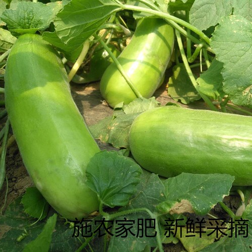 山东脆瓜无糖脆瓜捎瓜