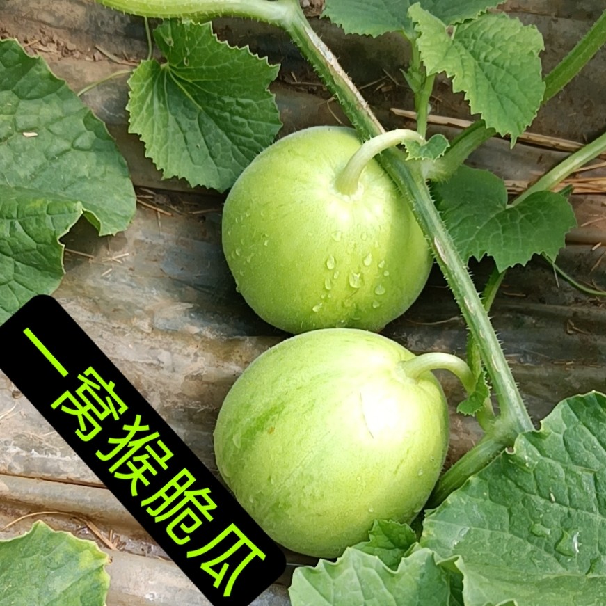 一窝猴脆瓜山东潍坊脆瓜烧瓜不甜水果非八棱脆瓜青龙脆瓜新鲜现摘