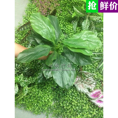 仿真一帆风顺绿萝万年青把束绿植墙配材假植物装饰常青树盆景