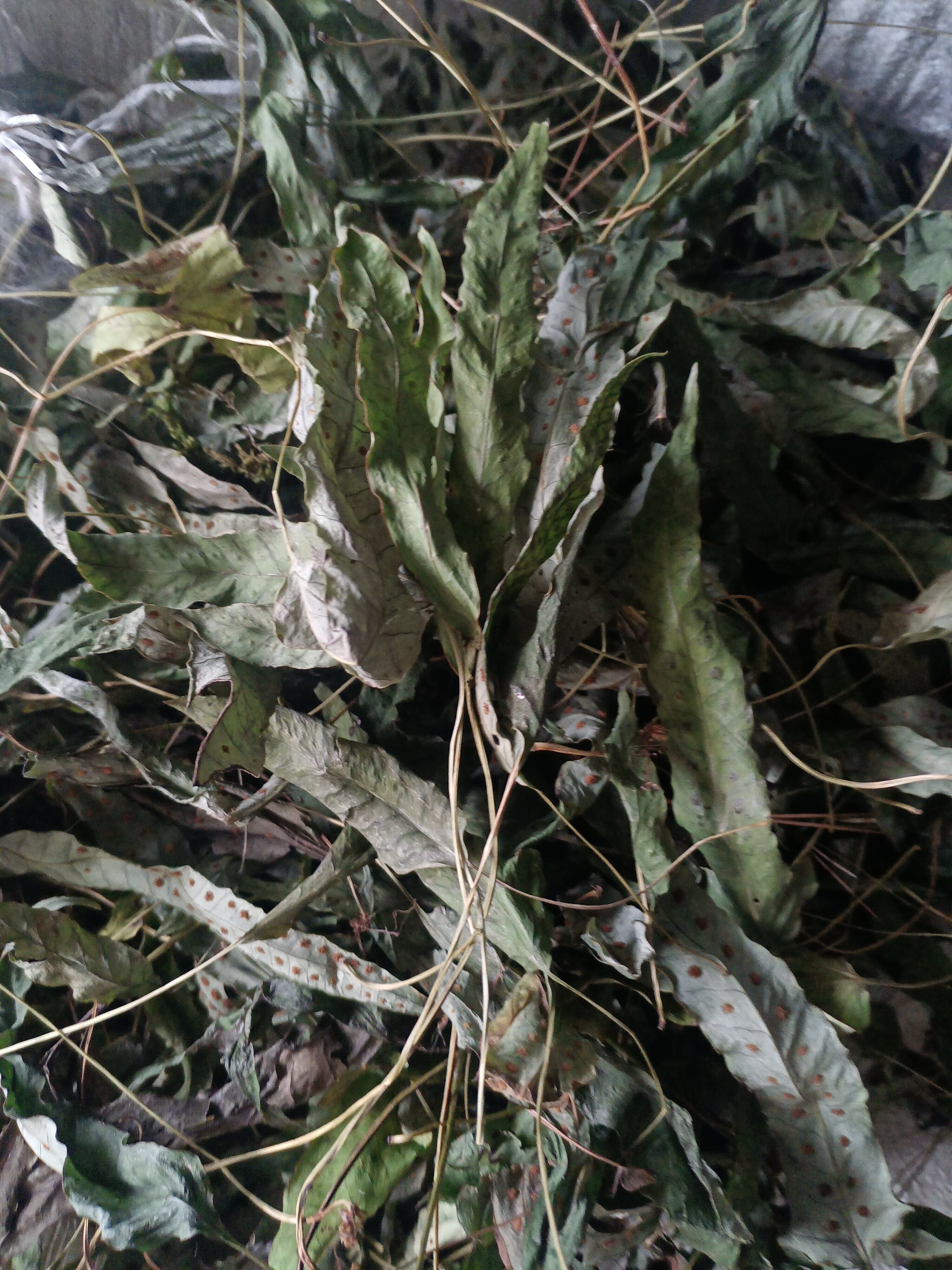 金鸡脚秦岭野生中药材鸭脚草七星草鹅掌新鲜晒干货