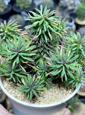 81号群生朱焰大戟9cm