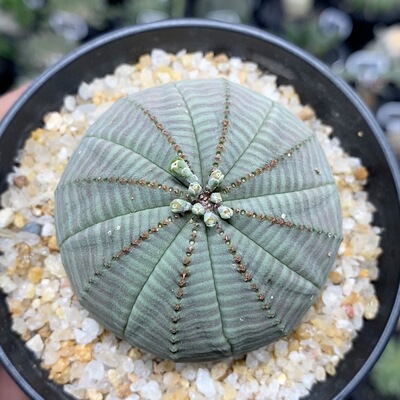602号实生欧系布纹球5.5cm