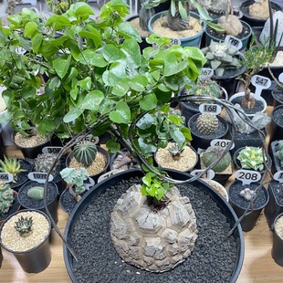 457号实生南非龟甲龙13.5cm