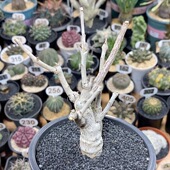 323号实生尼嘞达乳香橄榄高度12cm