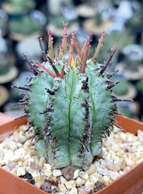 1052号自根白衣魁伟玉3cm