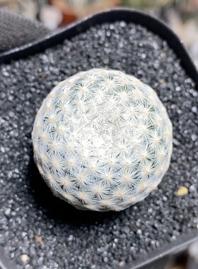 545号单头白鸟3.2cm