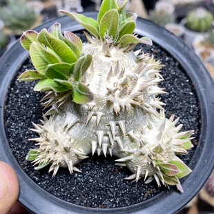 151号实生惠比大黑8cm