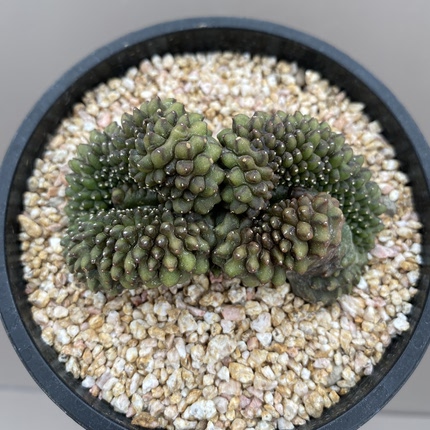 937号实生双头貘缀7.5cm