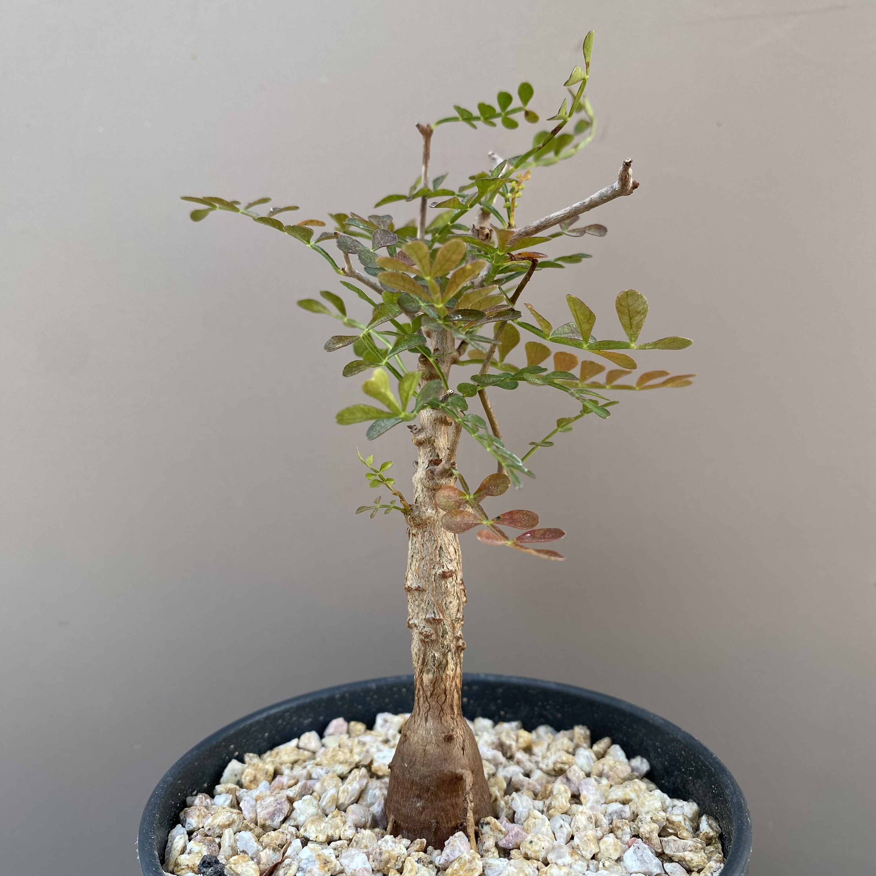 893号实生象足漆树高度11cm
