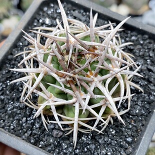 1139号实生精控强刺碧岩玉5cm