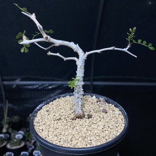895号实生象足漆树主干1cm
