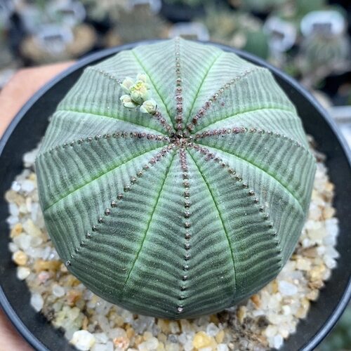 1241号实生欧系布纹球5.8cm