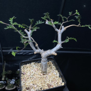 930号实生滔天橄榄主干1.7cm