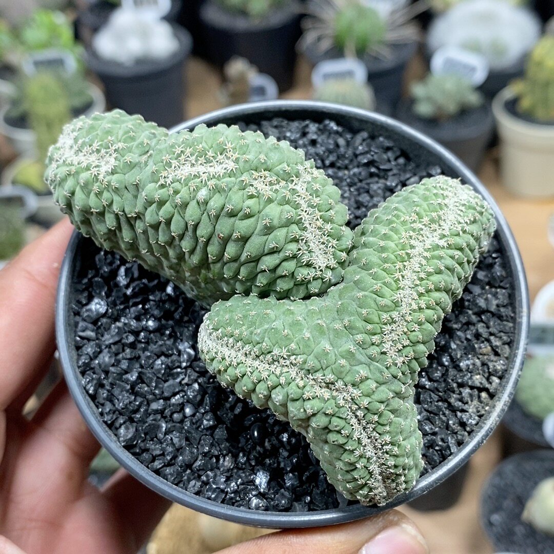 1134号实生菊水缀化9.5cm