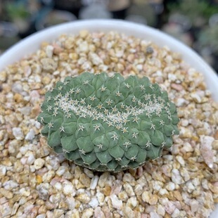 551号实生菊水缀化4cm
