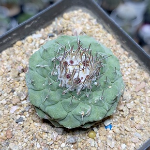 1068号实生黄花菊水3.7cm